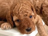 Red Toy Poodle Yavrular