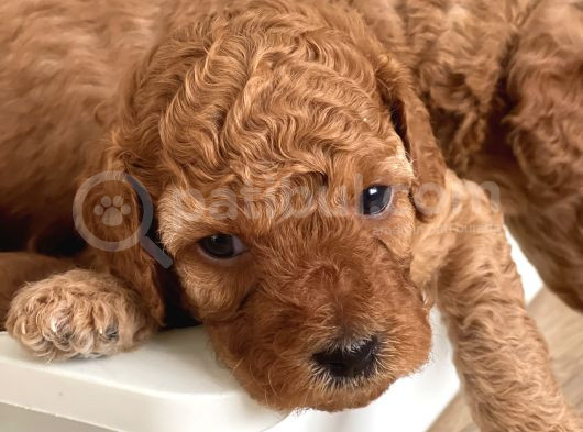 Red Toy Poodle Yavrular görsel