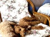 Red Toy Poodle Yavrular