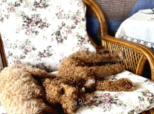 Red Toy Poodle Yavrular görsel
