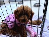 Toy Poodle