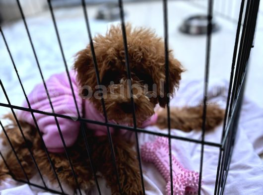 Toy Poodle görsel