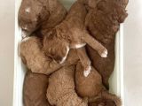 Red Toy Poodle Yavrular