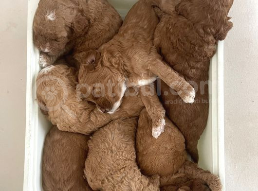 Red Toy Poodle Yavrular görsel