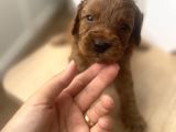 Red Toy Poodle Yavrular