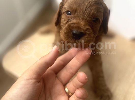 Red Toy Poodle Yavrular görsel