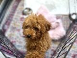 Toy poodle