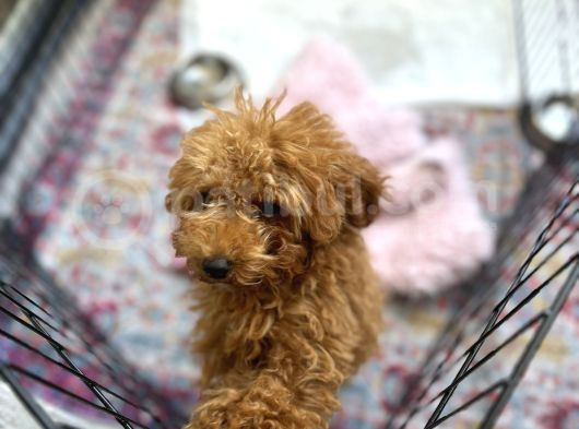 Toy Poodle