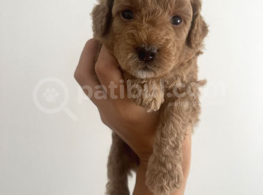 Red Toy Poodle Yavrular görsel