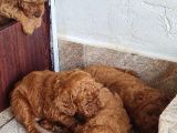 Toy Poodle Saf Red Brown Orji̇nal
