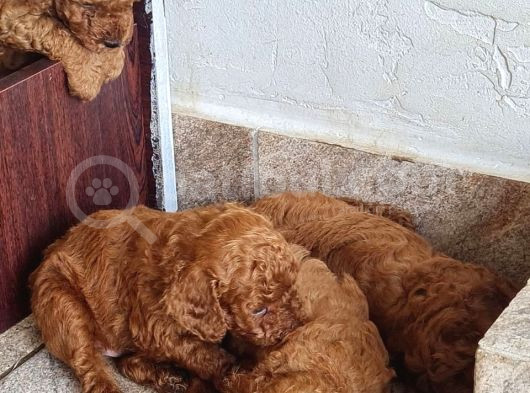 Toy Poodle Saf Red Brown Orji̇nal görsel