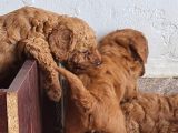 Toy Poodle Saf Red Brown Orji̇nal