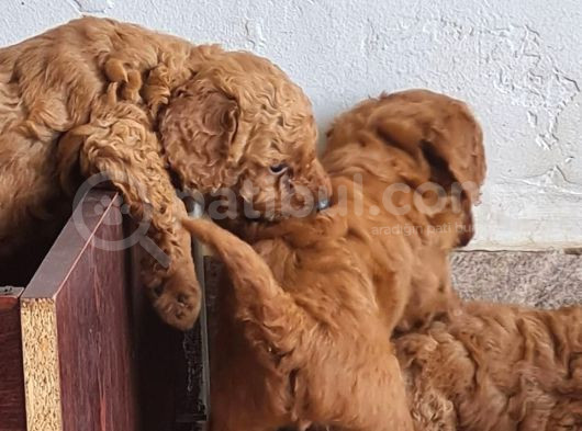 Toy Poodle Saf Red Brown Orji̇nal görsel