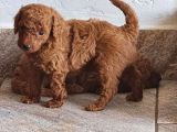 Toy Poodle Saf Red Brown Orji̇nal