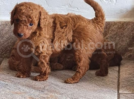 Toy Poodle Saf Red Brown Orji̇nal görsel