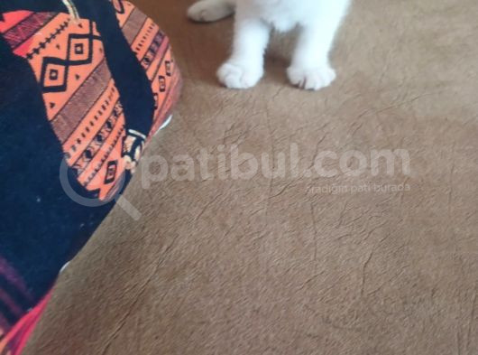 Exotic Kısa Tüylü Yavru görsel
