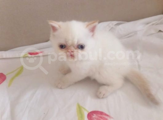 Exotic Kısa Tüylü Yavru görsel