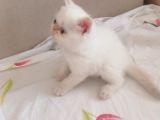 exotic kısa tüylü yavru