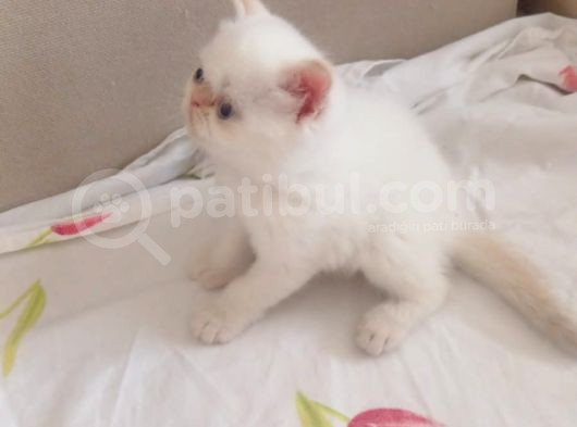 Exotic Kısa Tüylü Yavru