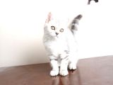Bembeyaz Lekesiz British Shorthair Yavrularım