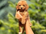 Mükemmel Red Redbrown Toy Poodle Yavrularım