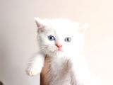 Masmavi Gözleriyle British Shorthair