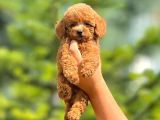 Mükemmel Red Redbrown Toy Poodle Yavrularım