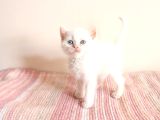 Masmavi Gözleriyle British Shorthair