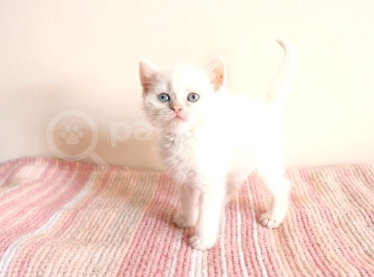 Masmavi Gözleriyle British Shorthair görsel