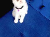 Safkan Scottish Fold