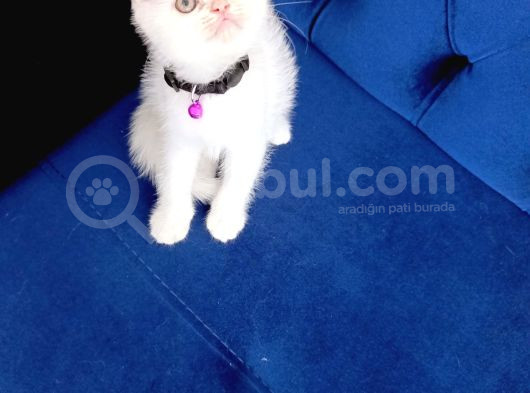 Safkan Scottish Fold görsel