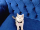 Safkan Scottish Fold