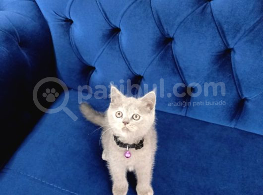 Safkan Scottish Fold görsel