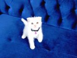 Safkan Scottish Fold
