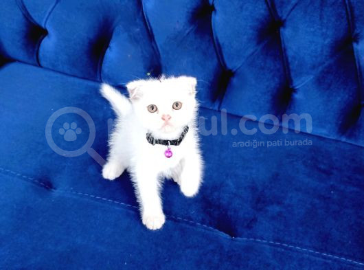 Safkan Scottish Fold görsel