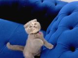 Safkan Scottish Fold