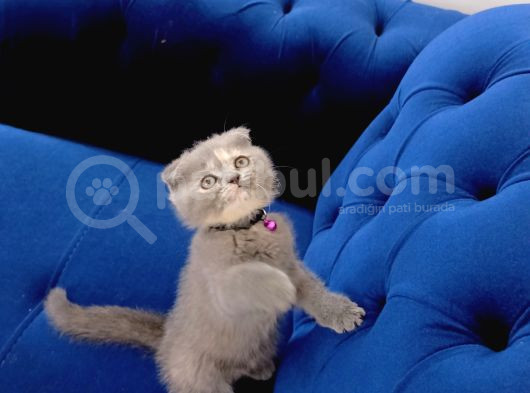 Safkan Scottish Fold görsel