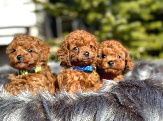 Tooy Poodle Cinsi Yavrular Dişi Erkek Mevcuttur  görsel