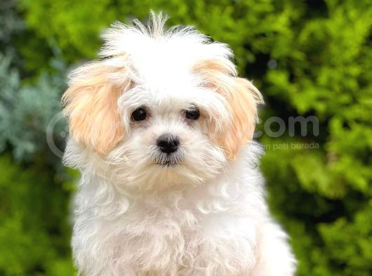 Maltesse Terrier Cinsi Mini Boy Puppy Kar Beyaz 