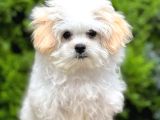 Maltesse Terrier Cinsi Mini Boy Puppy Kar Beyaz 