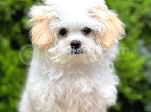 Maltesse Terrier Cinsi Mini Boy Puppy Kar Beyaz  görsel
