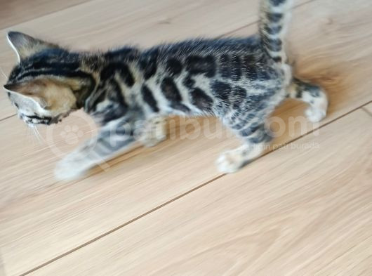 Tüy Dökmez Irk Bengal Yavrular görsel