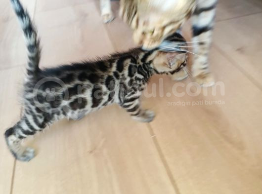 Tüy Dökmez Irk Bengal Yavrular görsel