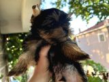 Yorkshire Terrier Teacup Yavru