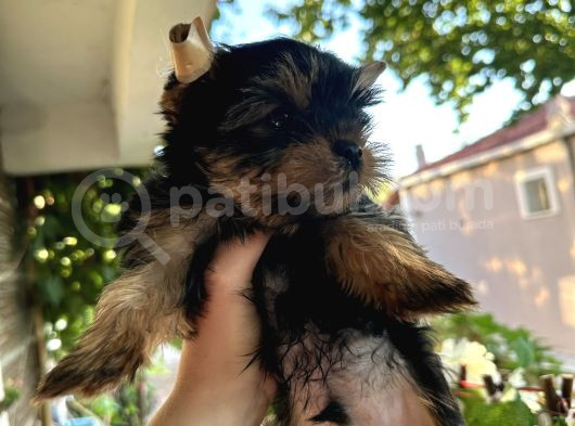Yorkshire Terrier Teacup Yavru görsel