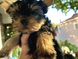 Yorkshire Terrier Teacup Yavru