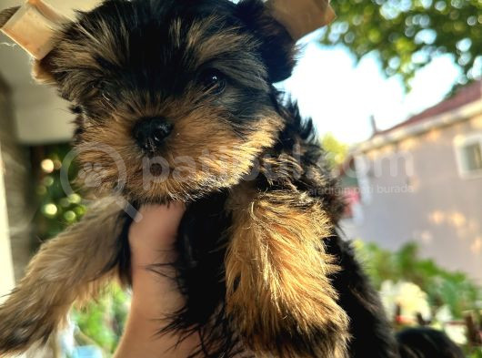 Yorkshire Terrier Teacup Yavru görsel