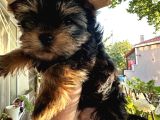 Yorkshire Terrier Teacup Yavru