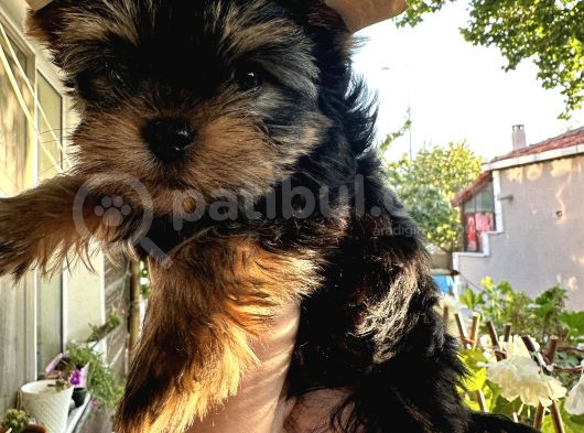 Yorkshire Terrier Teacup Yavru görsel