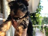 Yorkshire Terrier Teacup Yavru